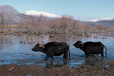ΛΙΜΝΗ ΚΕΡΚΙΝΗ ΣΕΡΡΕΣ, ΒΟΥΒΑΛΙΑ